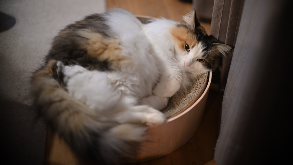 我が家の三毛猫娘