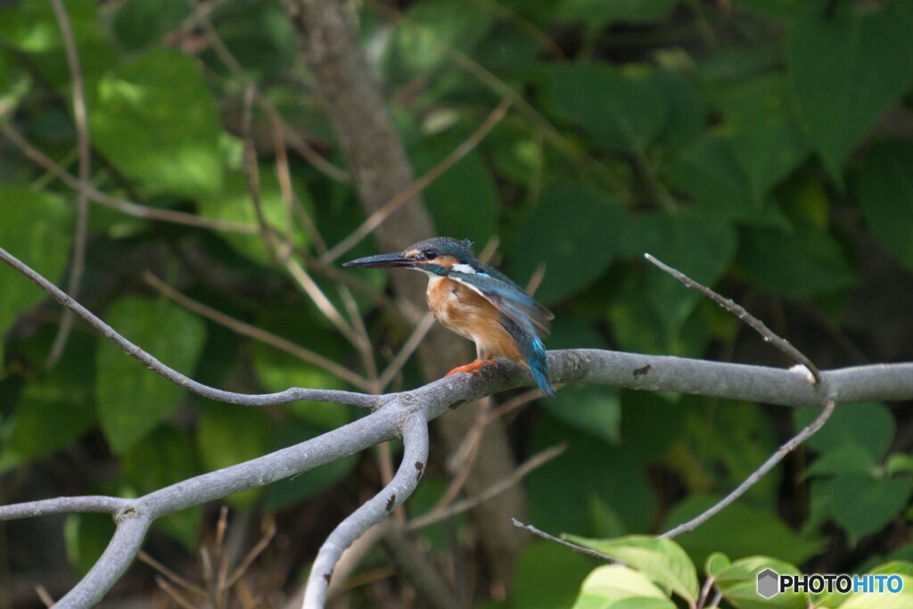 カワセミ、羽根乾かし