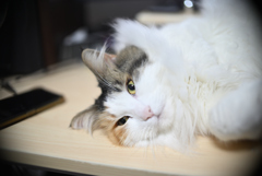 我が家の三毛猫