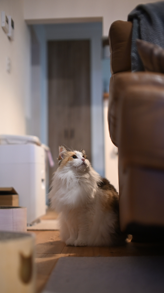 我が家の三毛猫娘
