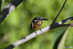 様子うかがうカワセミ