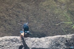 カワセミの飛び込み始め