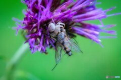 艶毒の舞台　カニ蜘蛛の食卓