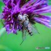 艶毒の舞台　カニ蜘蛛の食卓