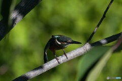 バランス崩しそうなカワセミ