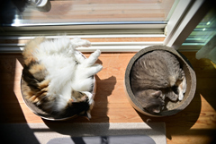 我が家の愛猫たちの日向ぼっこ