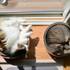 我が家の愛猫たちの日向ぼっこ