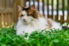 我が家の三毛猫娘in猫庭
