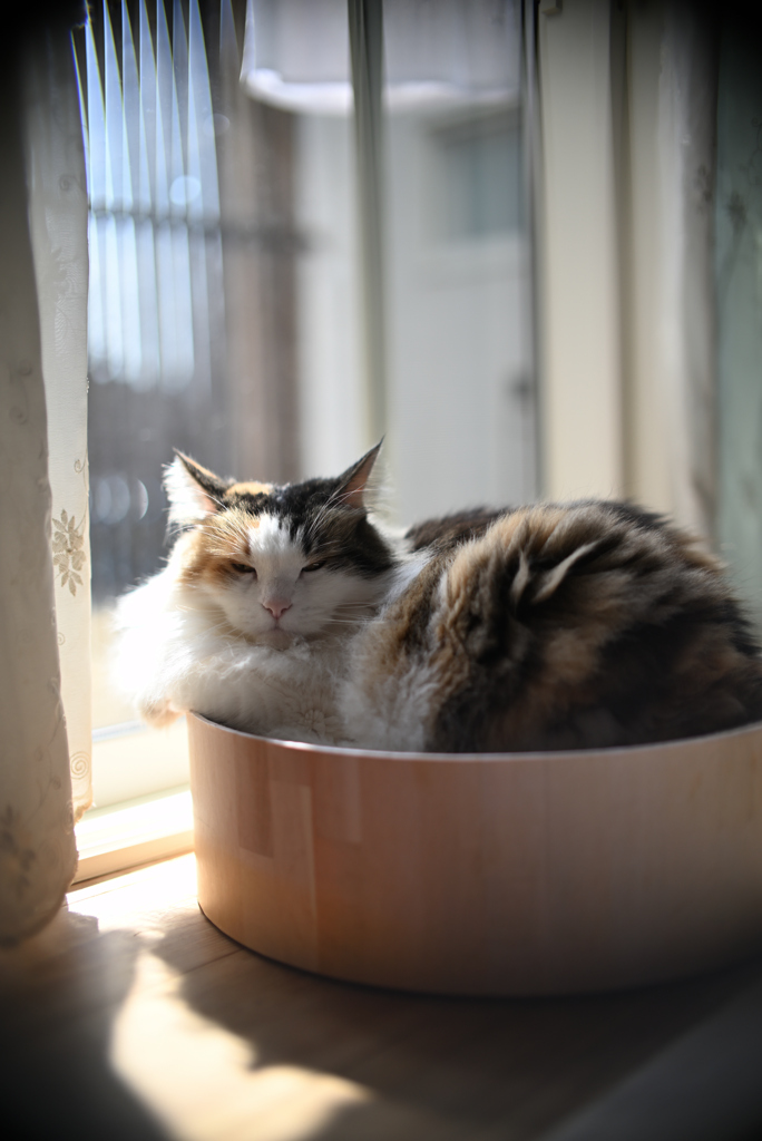 我が家の三毛猫