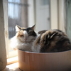 我が家の三毛猫