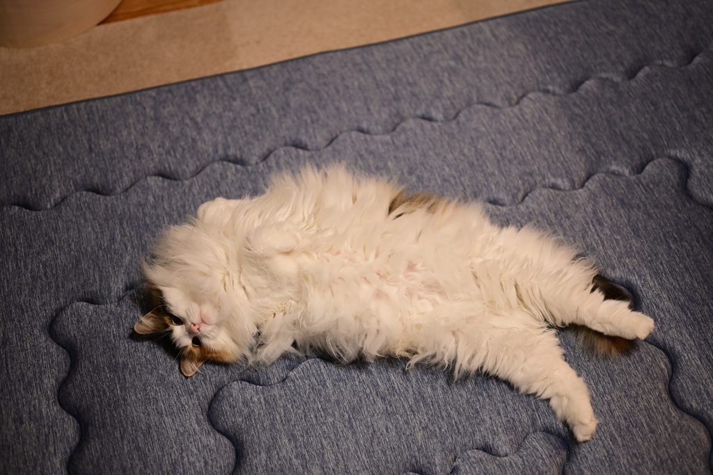 我が家の三毛猫