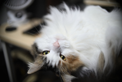 我が家の三毛猫