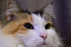 我が家の三毛猫娘
