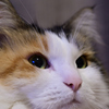 我が家の三毛猫娘