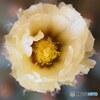 サボテンの花_マクロ+フォーカスシフト撮影