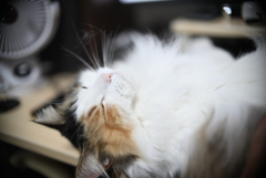 我が家の三毛猫