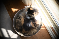 我が家の三毛猫