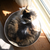 我が家の三毛猫