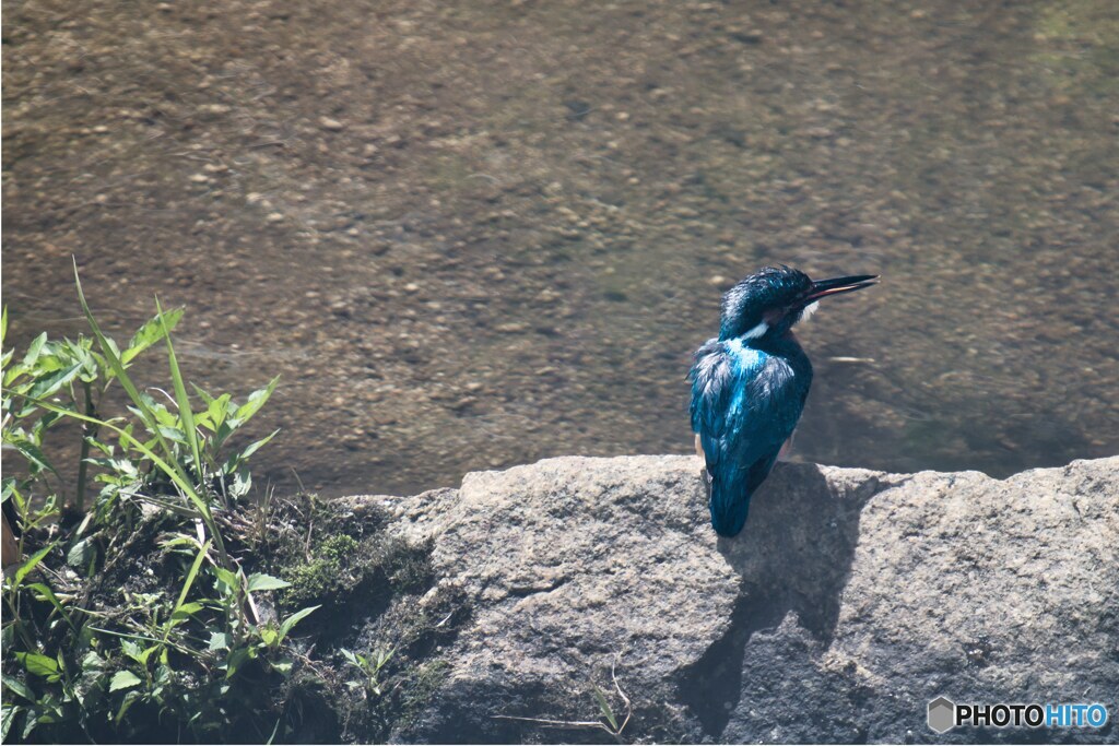 カワセミ