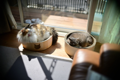 我が家の愛猫たちの日向ぼっこ