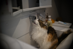 我が家の三毛猫