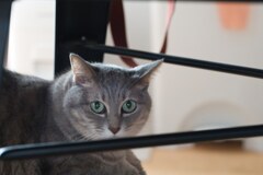 我が家のサバトラ猫娘