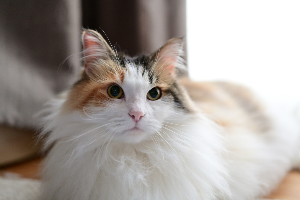 我が家の三毛猫