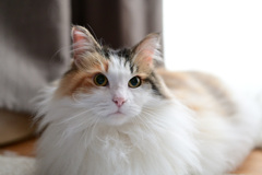 我が家の三毛猫