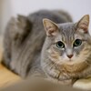 我が家の猫娘