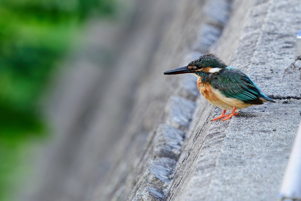 換羽期のカワセミ