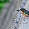 換羽期のカワセミ