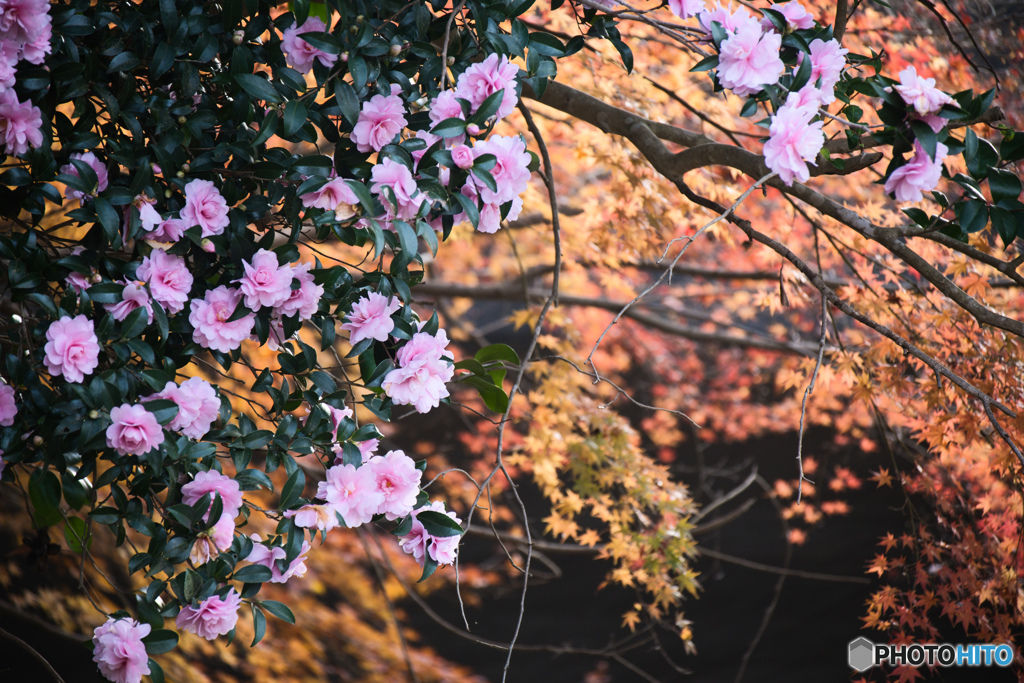 北竜台公園のさざんか