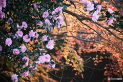 北竜台公園のさざんか