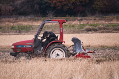 たんぼのアオサギ