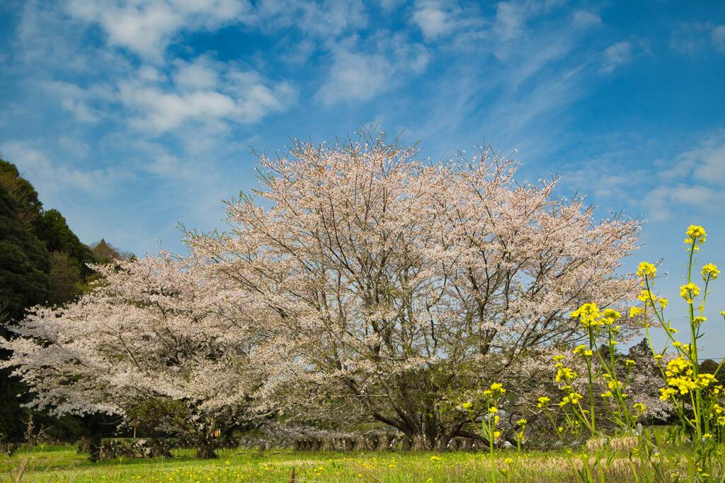桜と菜の花