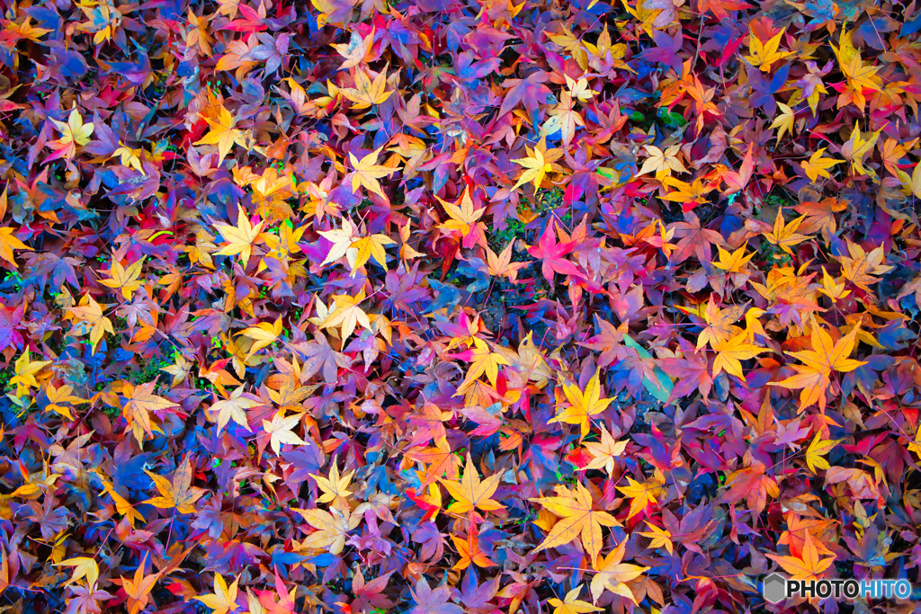 NIZ_2711、紅葉絨毯