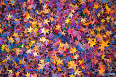 NIZ_2711、紅葉絨毯