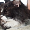 うちの猫