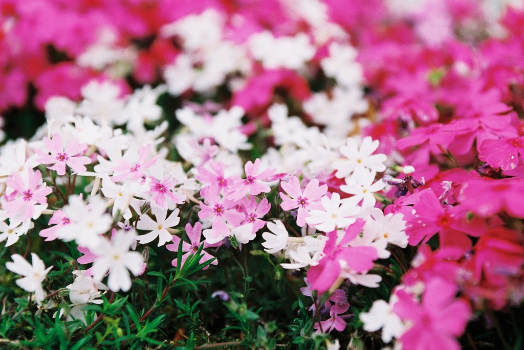 芝桜