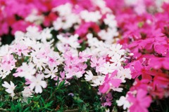 芝桜