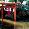 神社、散歩の朝