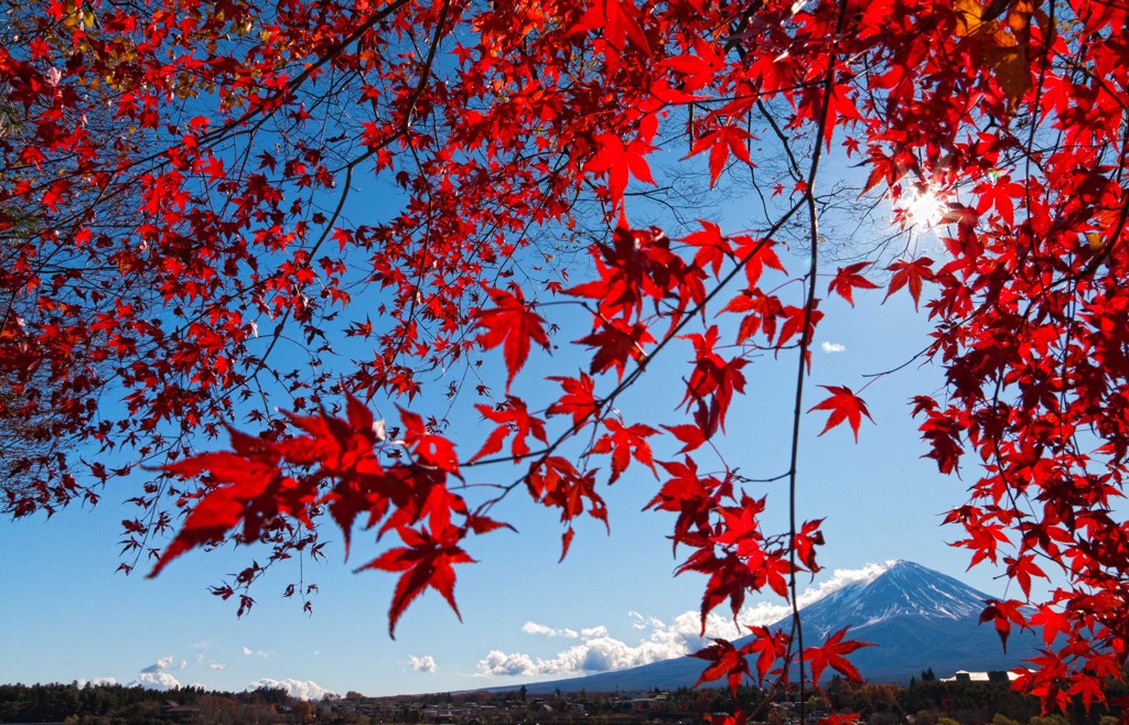紅葉のカーテン