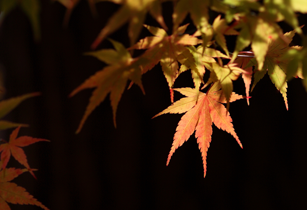 河口湖　紅葉祭り