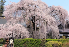 慈雲寺の枝垂れ桜