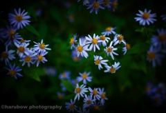 道端の花