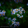 道端の花