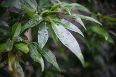道草