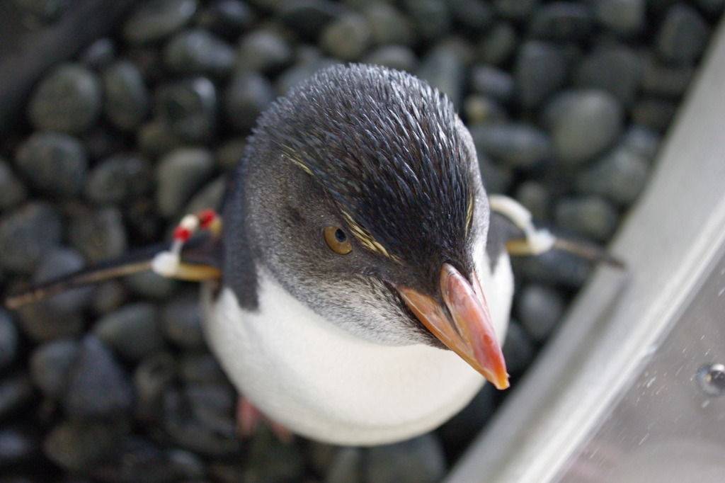 ペンギン。