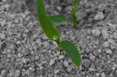 芽にたまった水。