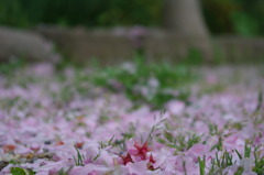 落ち桜。